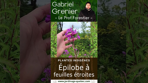 Épilobe à feuilles étroites - Grande plante sauvage du Québec