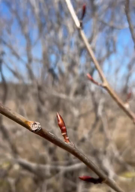 Bourgeons de Peuplier baumier