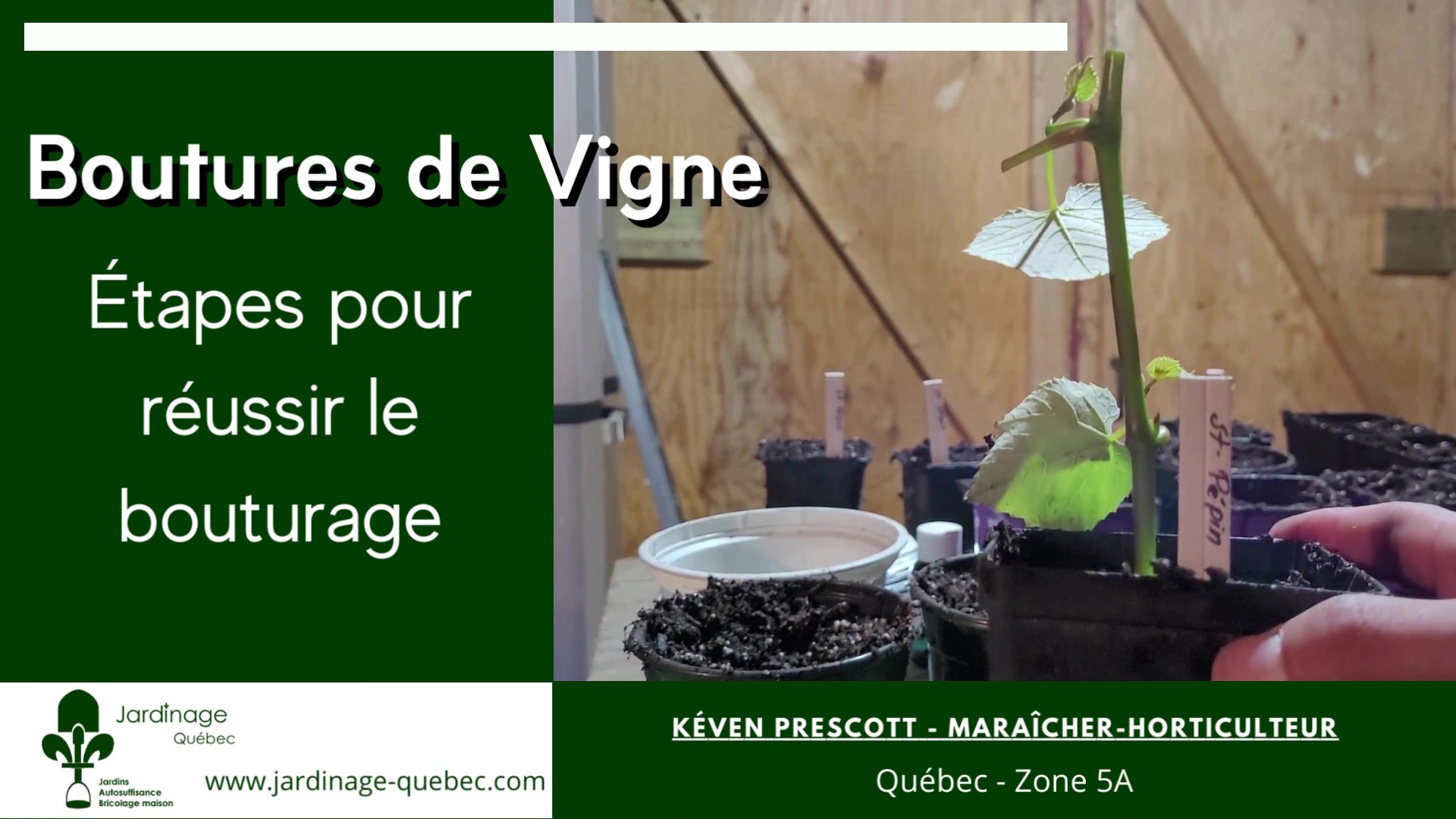 Boutures de vigne - Bouturage de la vigne