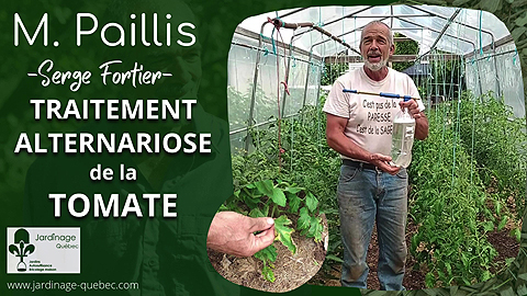 Traitement facile contre l'alternariose de la tomate
