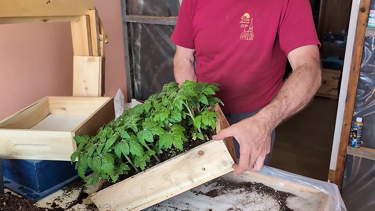 Plants de tomates prêts à être rempoter