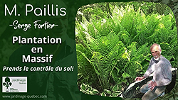 Planter en massif