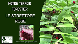 Streptope rose
