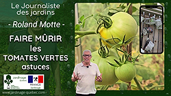 Tomates - Comment faire mûrir les tomates vertes