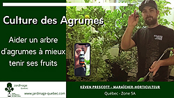Fruits d'agrumes