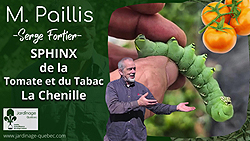 Sphinx du Tabac ou Sphinx de la Tomate - Ravageur aussi des piments