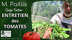 Attacher des tomates