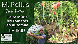 Mûrissement des tomates