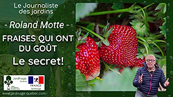 Fraises savoureuses au jardin avec les bonnes variétés