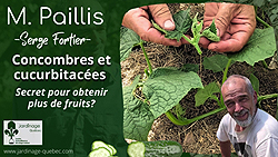 Tailler les concombres