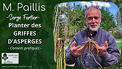 Asperges