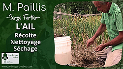 Récolter nettoyer et faire sécher l'ail