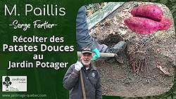 Patates douces - Récolte au jardin potager