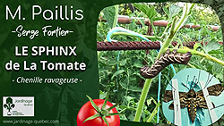Sphinx de la tomate
