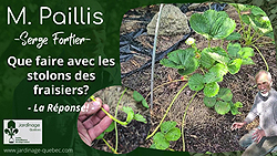Stolons de fraisiers