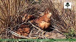 Poules bain de terre