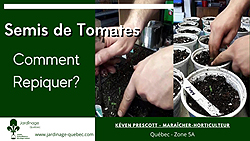 Repiquer des semis de tomates