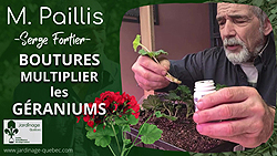 Bouturage des géraniums : Guide complet pour réussir vos boutures