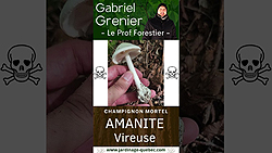 Amanite vireuse : Champignon mortel du Québec