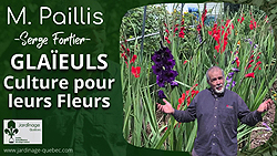 Cultiver des glaïeuls : plantation et conservation des bulbes