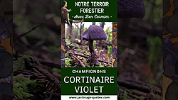 Champignons - Cortinaire violet