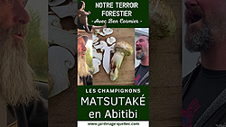 Cueillette du matsutaké au Québec : aventure en Abitibi