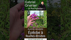 Épilobe à feuilles étroites : Reconnaître cette plante sauvage du Québec