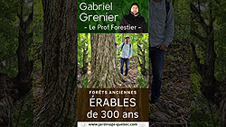 Érables à sucre de 300 ans au Québec à l'Isle-aux-Grues