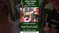 Champignons - Matsutaké cueillette au Québec au Lac-St-Jean