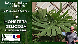 Monstera deliciosa - Entretien, arrosage et conseils