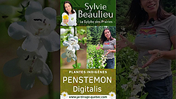 Penstemon digitalis : culture et plante pour pollinisateurs
