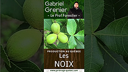 Noyer cendré hybride : Le greffage pour produire plus de noix