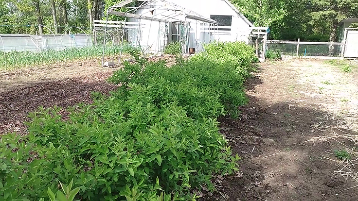 Camerisiers au jardin potager
