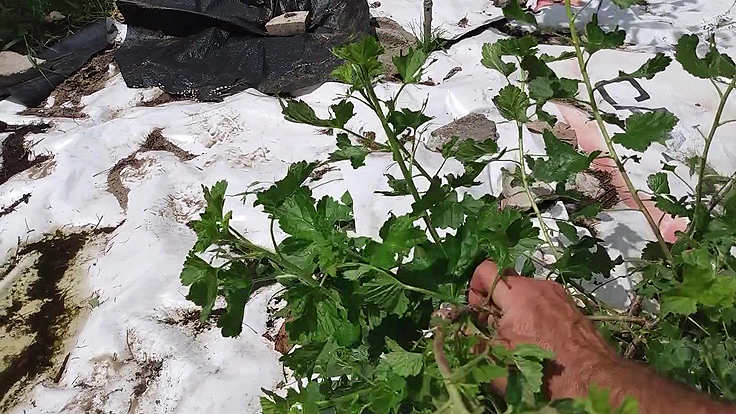 Brassage des tiges du groseiller