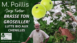 Chenilles au jardin : solution écologique simple et efficace sans produits