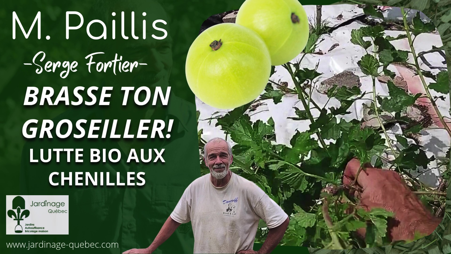Chenilles dans les groseillers