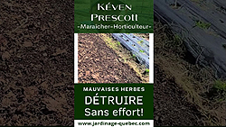 Mauvaises herbes - Élimination avec paillis de feuilles mortes