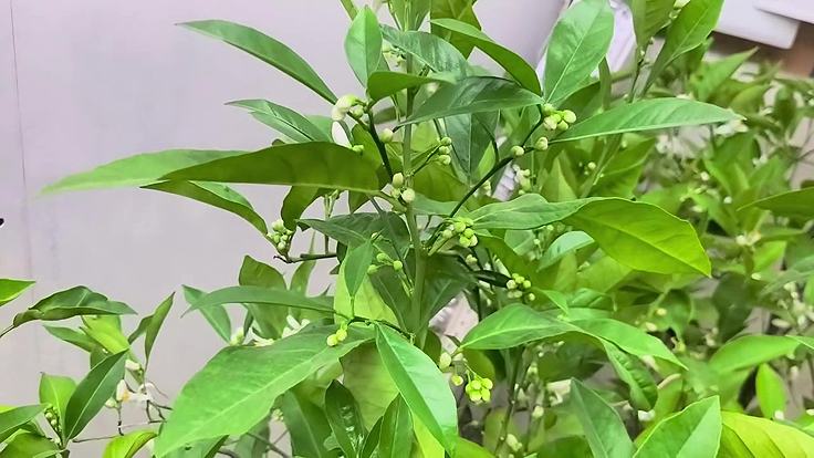 Voir tomber des pétales et des boutons floraux est un processus physiologique normal