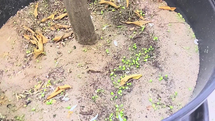 Des fleurs et boutons floraux d'agrumes au sol