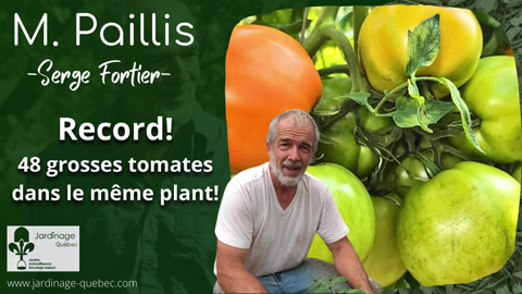 Record de 48 grosses tomates sur le même plant