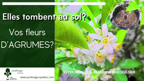 Pourquoi les agrumes perdent leurs fleurs | Conseils pour une fructification optimale