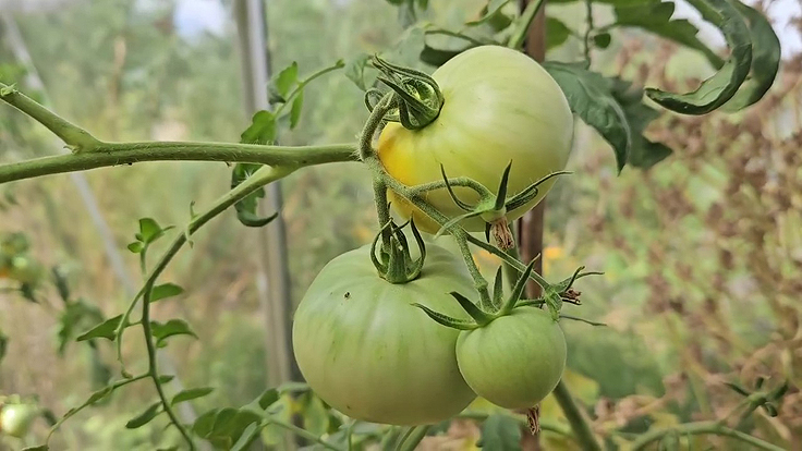 Tomates vertes sur un plant en automne