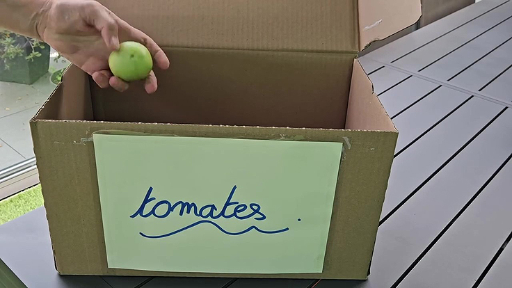 Faire mûrir des tomates dans une boîte