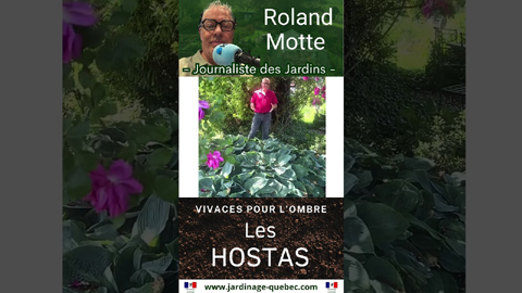 Hostas : les meilleures plantes vivaces pour réussir un jardin à l'ombre