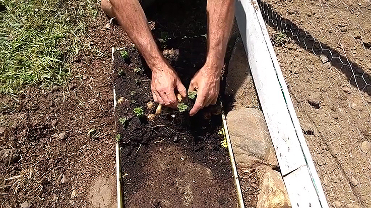 Plants de patates