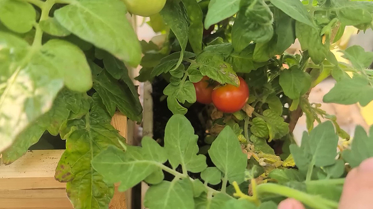 Tomates protégées par l'ombre du feuillage du plant