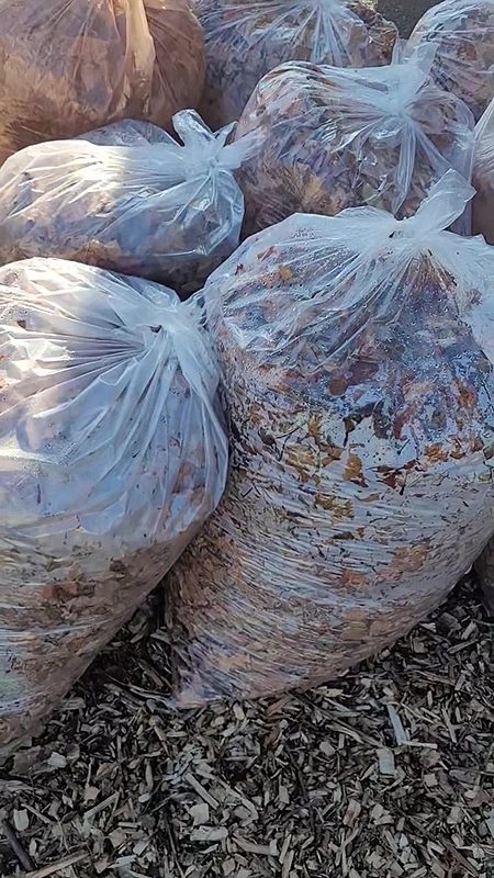 Récolte de sacs de feuilles mortes