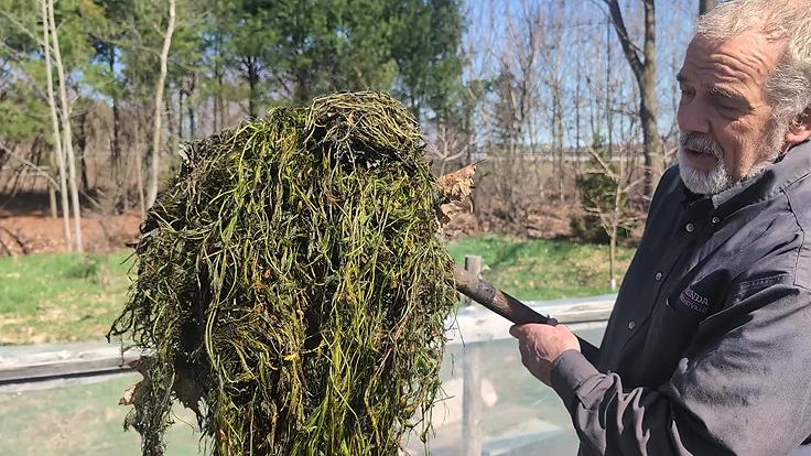 Composter des plantes aquatiques envahissantes