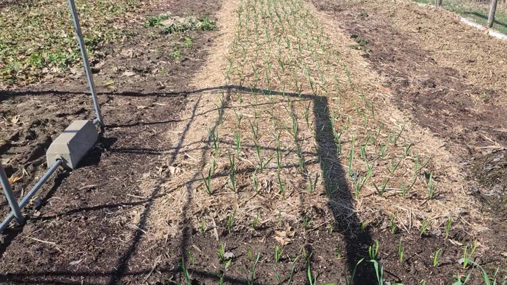 Paillis de phragmite pour la culture de l'ail