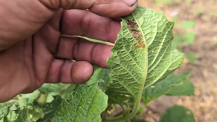 Une feuille mangées par les larves d'insectes